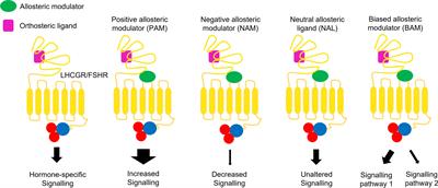 Allosteric modulation of gonadotropin receptors